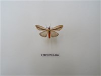 藏品(黑條灰燈蛾)的圖片